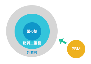 菌の核の壁細胞のみを破壊する